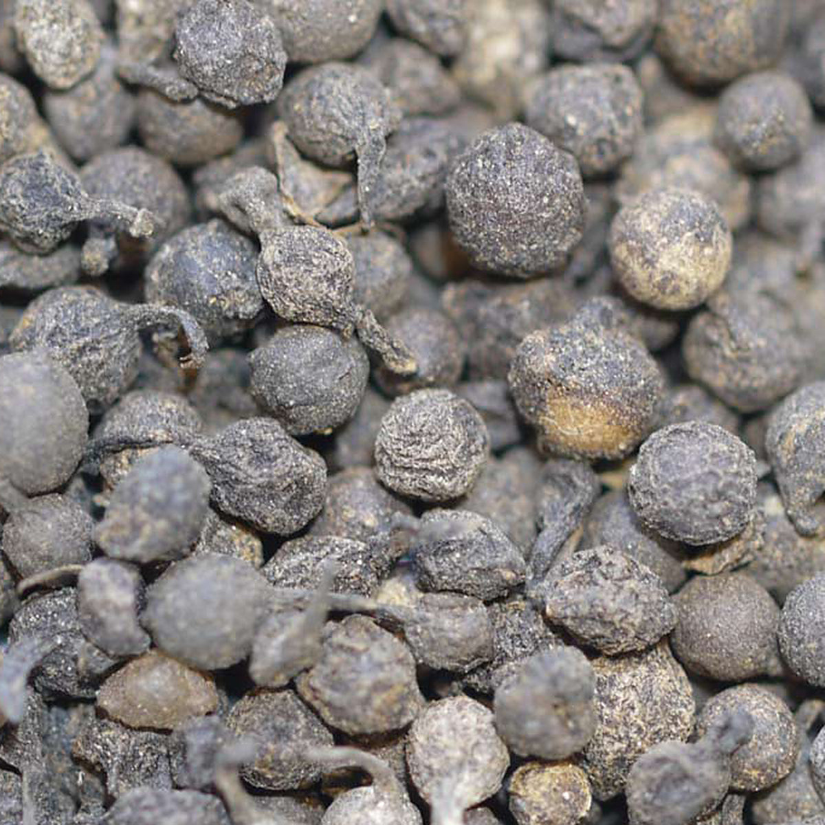 Close-up of Gorilla Wild Peppercorn by Place des Épices